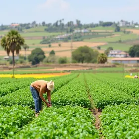 agricultura