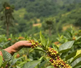 café conilon